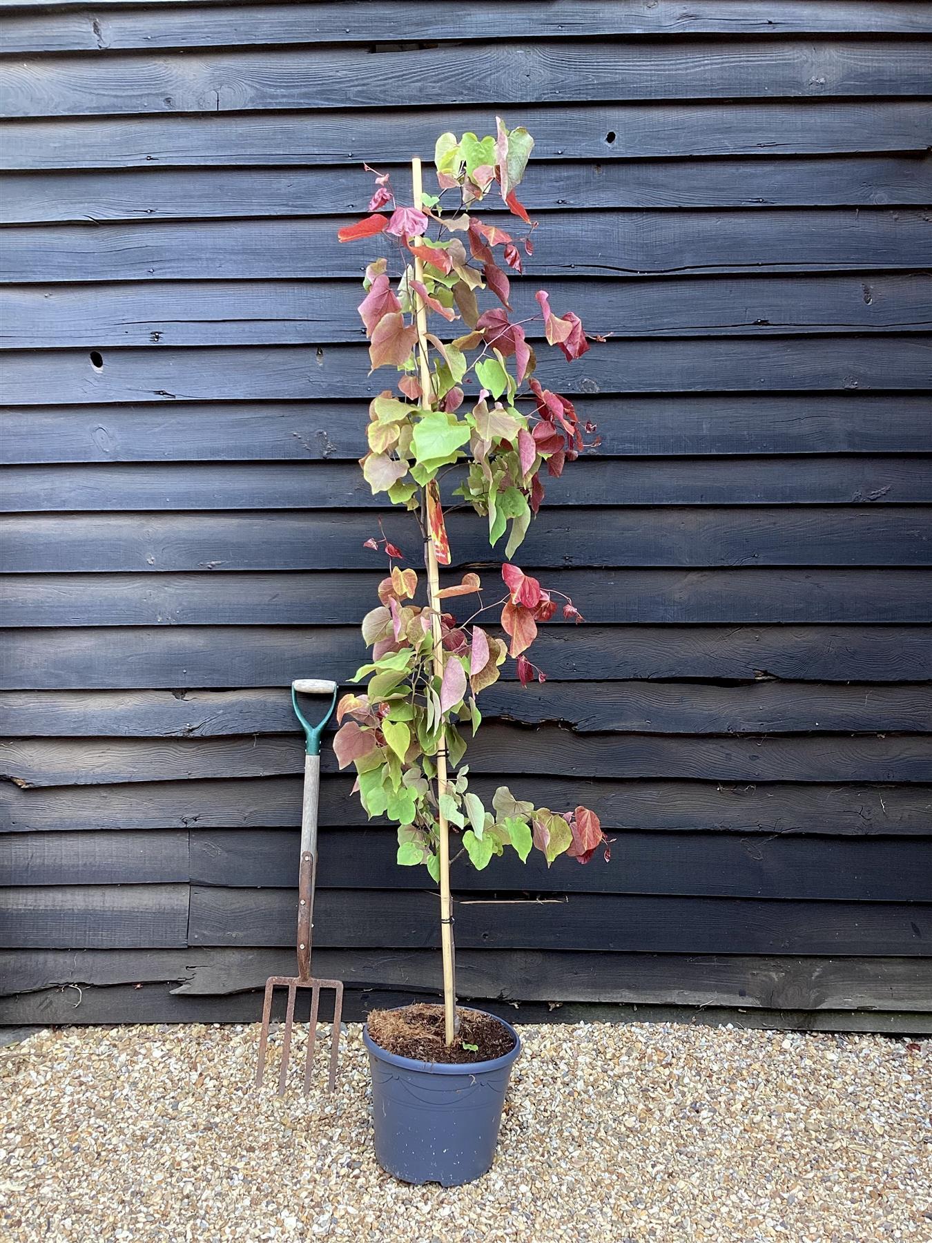 Cercis Canadensis 'flame Thrower' Single Stem - View 10 from www redcrocus com
