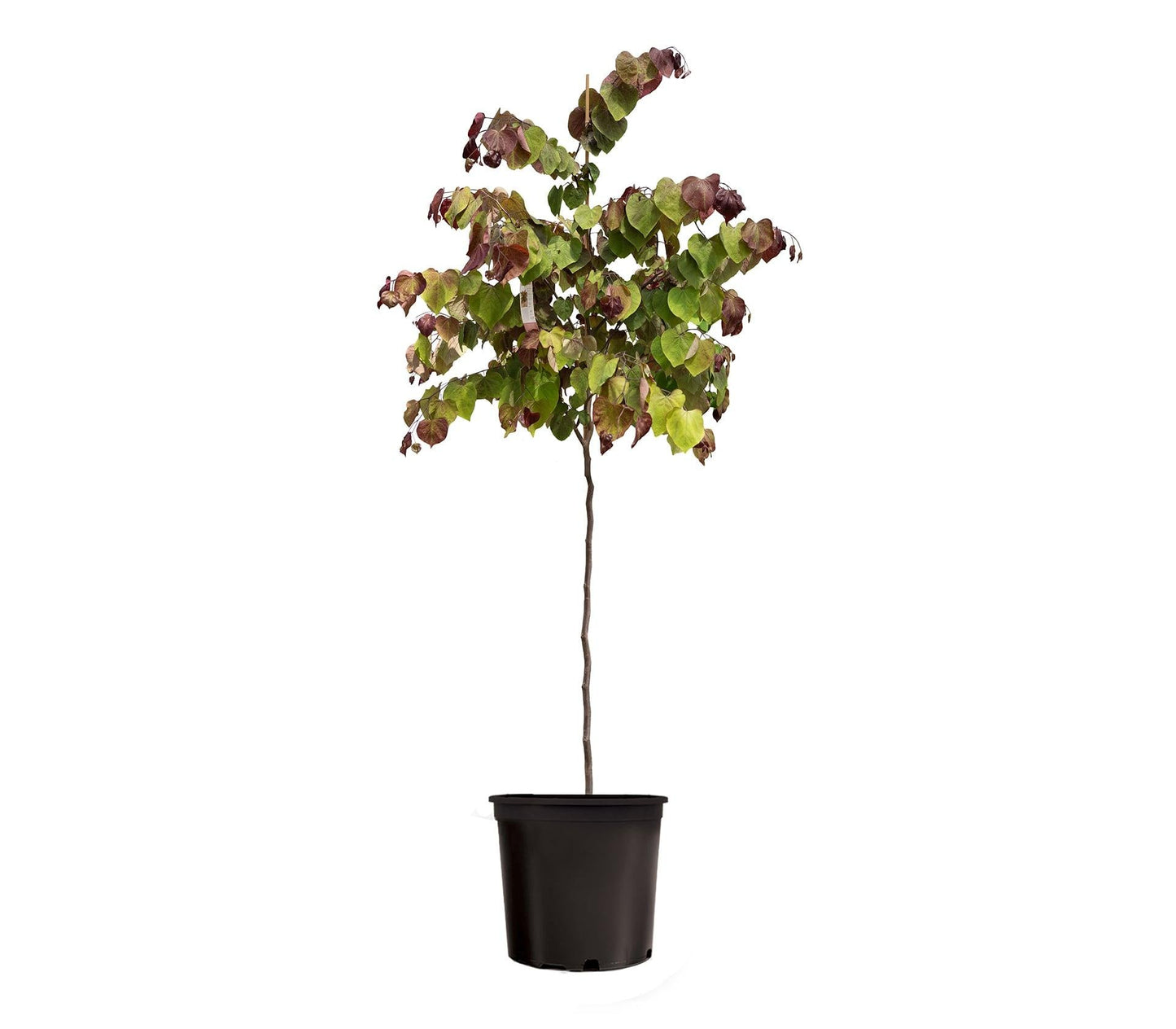 Cercis Canadensis 'flame Thrower' Single Stem - View 11 from www redcrocus com