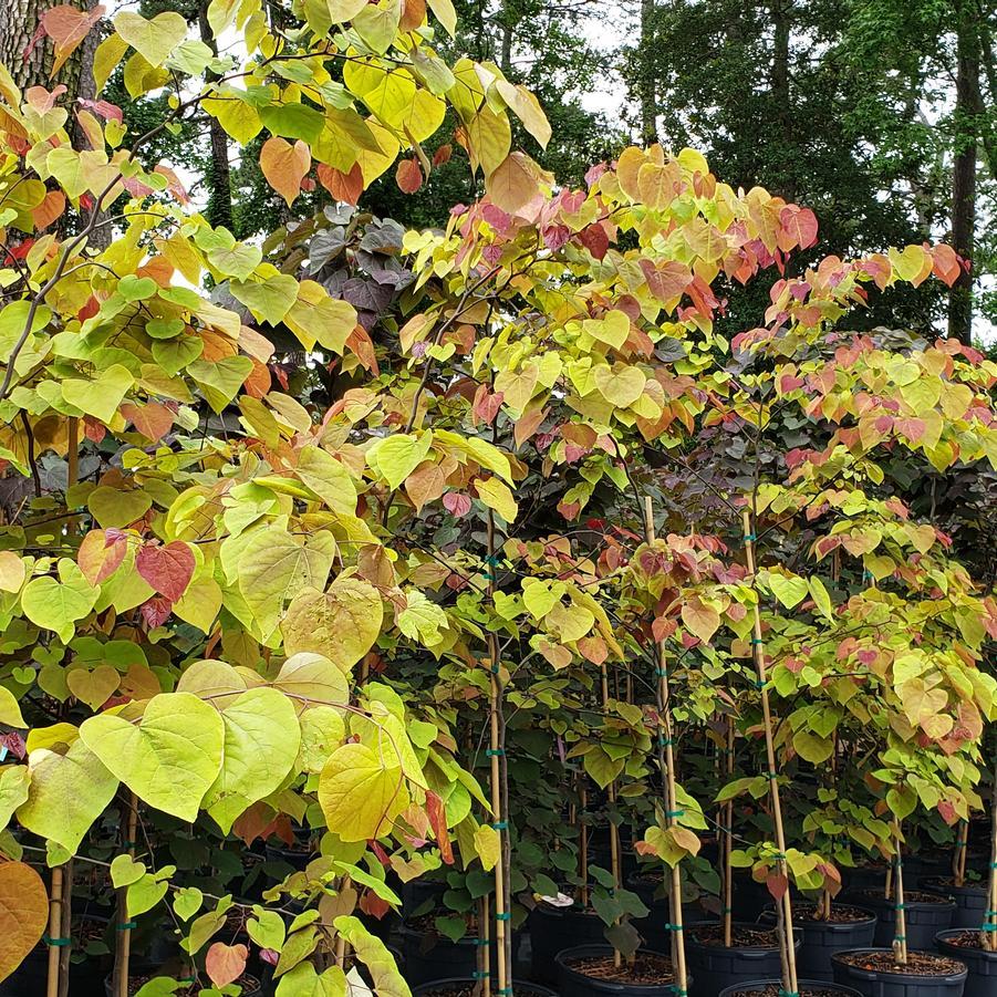 Cercis Canadensis 'flame Thrower' Single Stem - View 12 from www redcrocus com