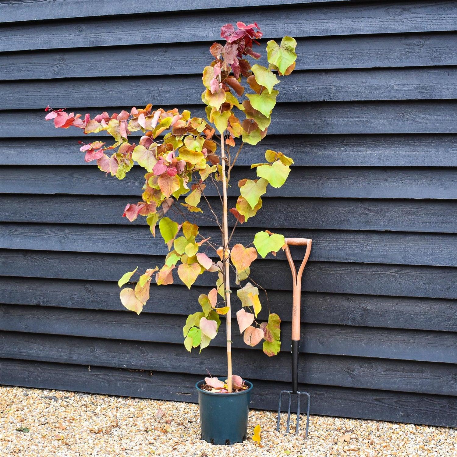 Cercis Canadensis 'flame Thrower' Single Stem - View 15 from www redcrocus com