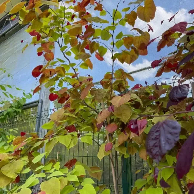 Cercis Canadensis 'flame Thrower' Single Stem - View 19 from www redcrocus com