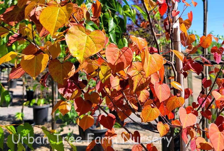 Cercis Canadensis 'flame Thrower' Single Stem - View 21 from www redcrocus com