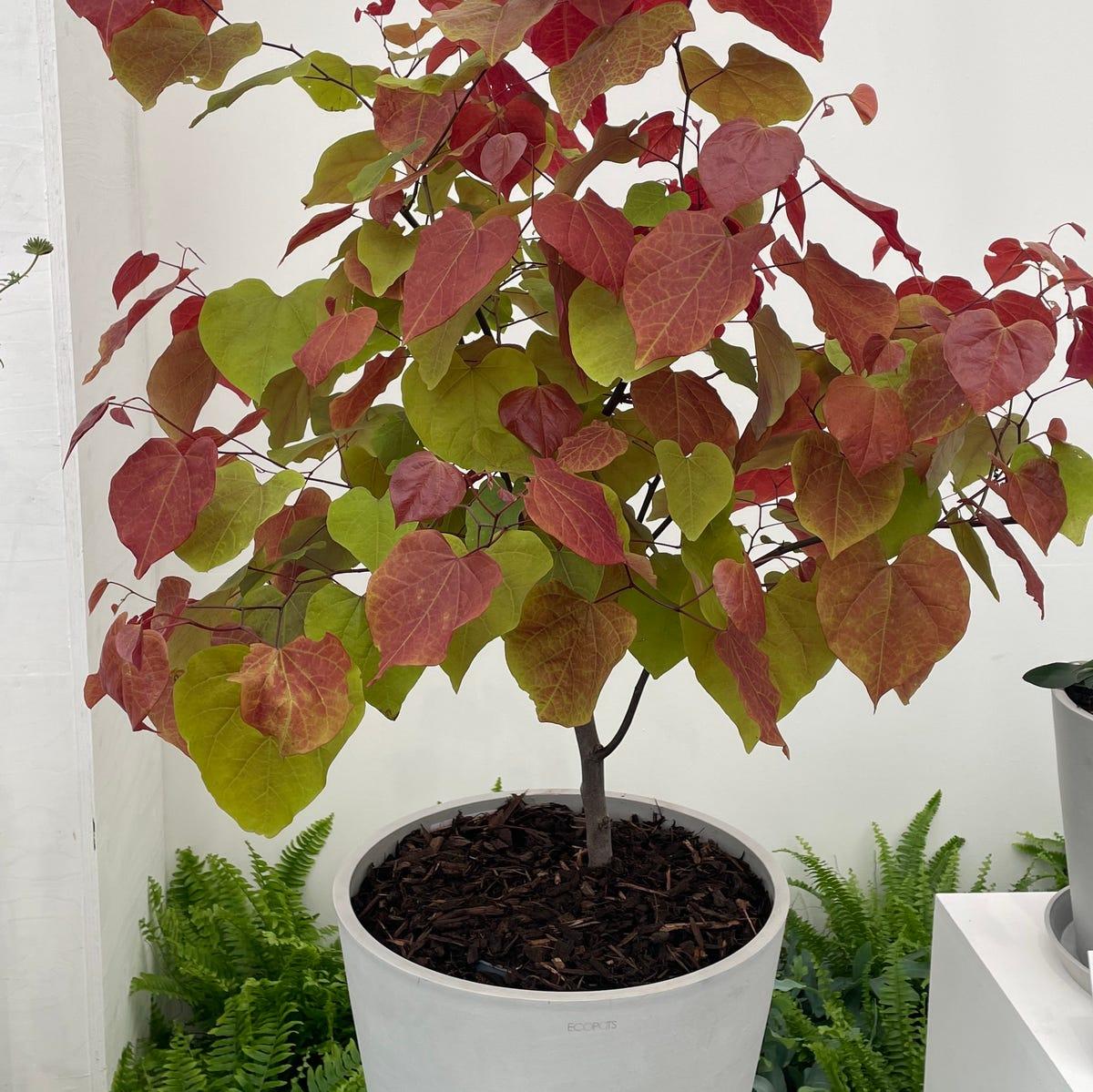 Cercis Canadensis 'flame Thrower' Single Stem - View 22 from www redcrocus com