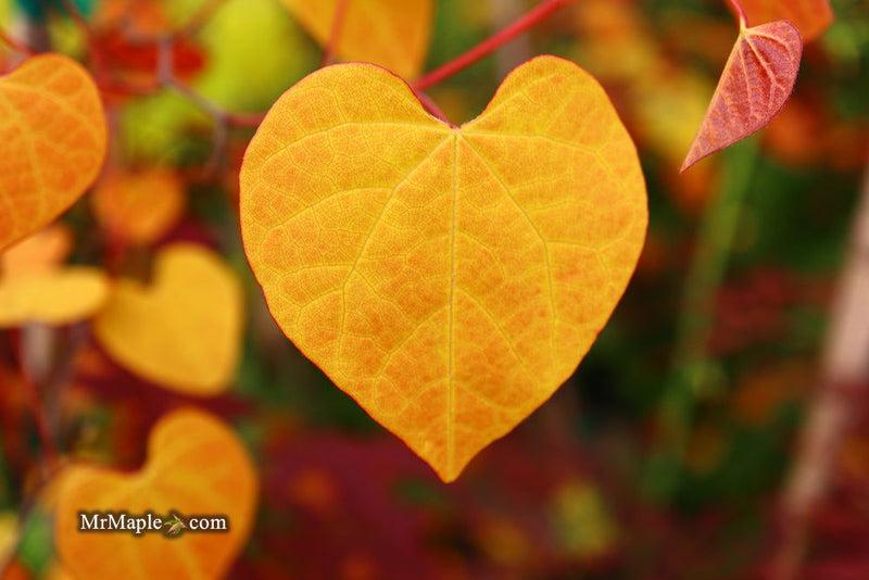 Cercis Canadensis 'flame Thrower' Single Stem - View 24 from www redcrocus com