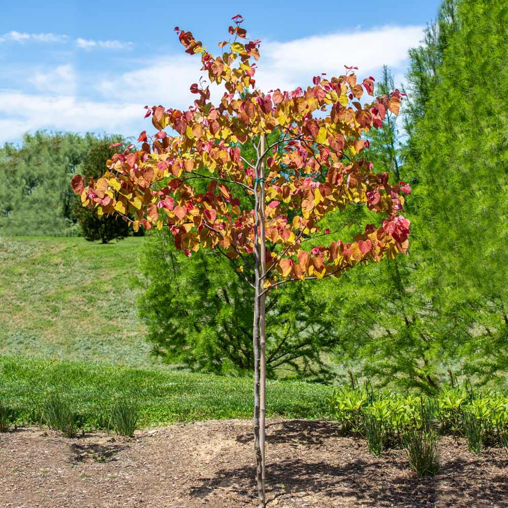 Cercis Canadensis 'flame Thrower' Single Stem - View 26 from www redcrocus com