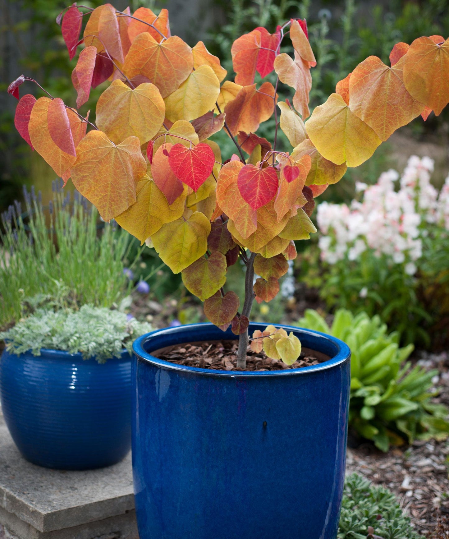 Cercis Canadensis 'flame Thrower' Single Stem - View 27 from www redcrocus com