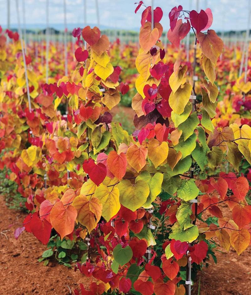 Cercis Canadensis 'flame Thrower' Single Stem - View 28 from www redcrocus com