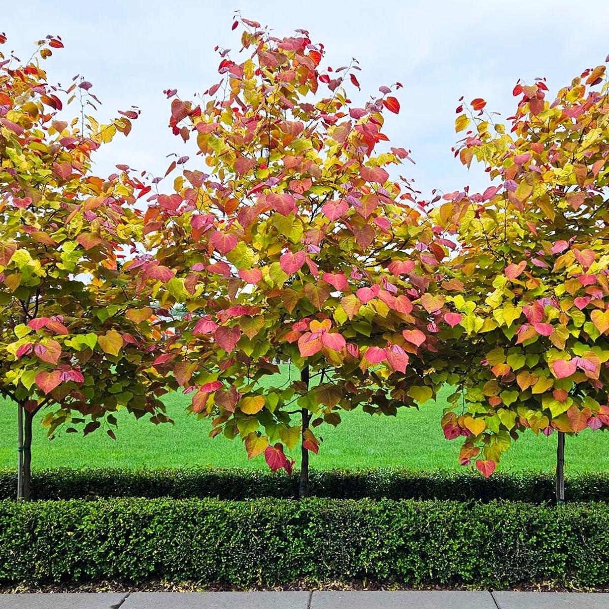 Cercis Canadensis 'flame Thrower' Single Stem - View 29 from www redcrocus com
