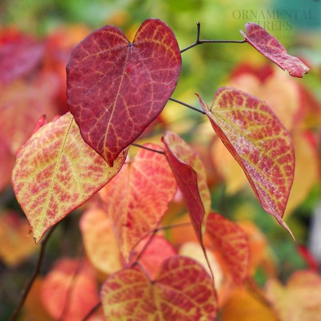Cercis Canadensis 'flame Thrower' Single Stem - View 2 from www redcrocus com