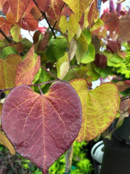 Cercis Canadensis 'flame Thrower' Single Stem - View 3 from www redcrocus com