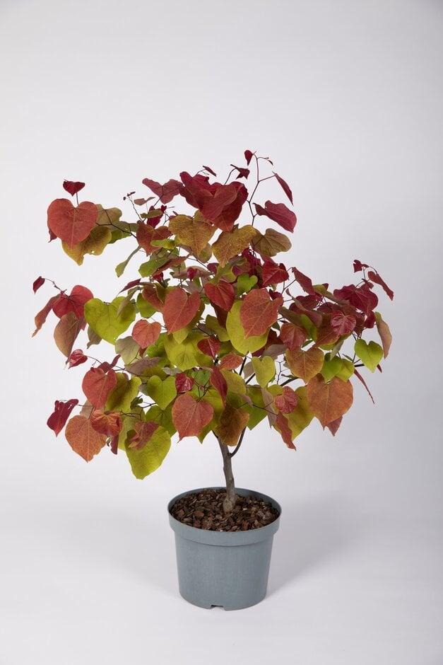 Cercis Canadensis 'flame Thrower' Single Stem - View 4 from www redcrocus com