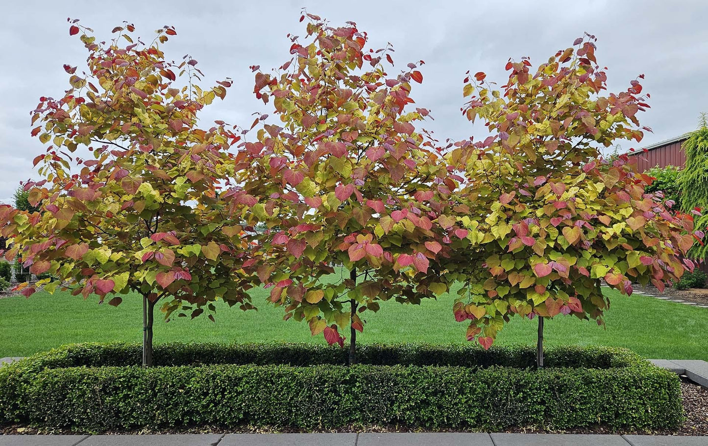 Cercis Canadensis 'flame Thrower' Single Stem - View 6 from www redcrocus com