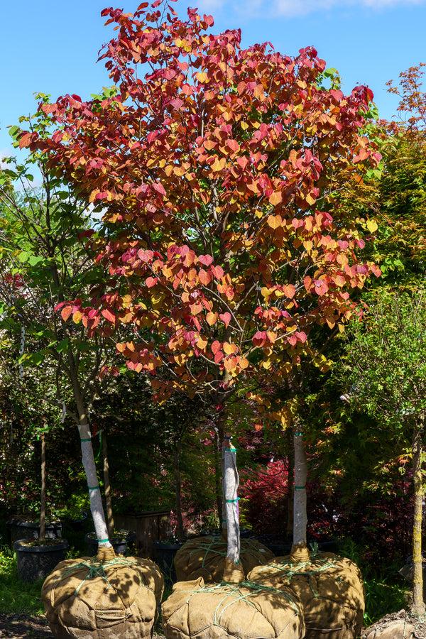 Cercis Canadensis 'flame Thrower' Single Stem - View 9 from www redcrocus com