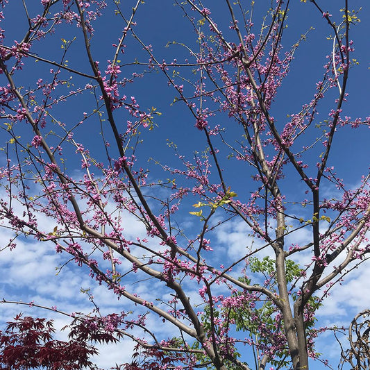Cercis Canadensis 'minnesota Strain' Single Stem - View 1 from www redcrocus com