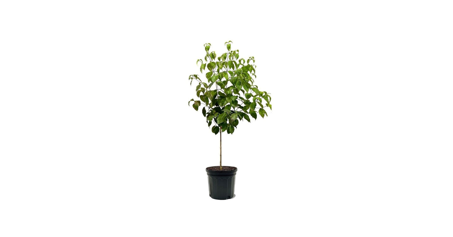 Cornus Florida 'super Princess' Single Stem - View 11 from www redcrocus com