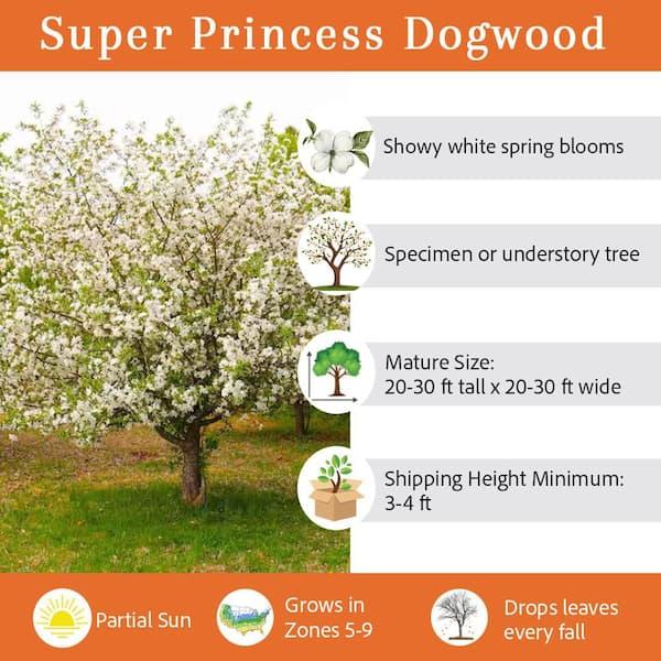 Cornus Florida 'super Princess' Single Stem - View 14 from www redcrocus com