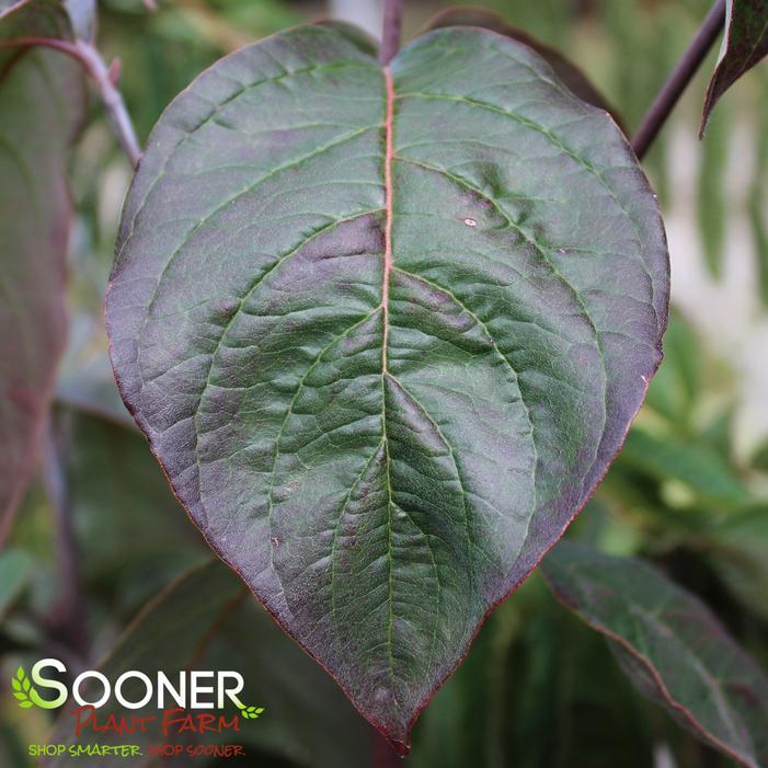 Cornus Florida 'super Princess' Single Stem - View 16 from www redcrocus com
