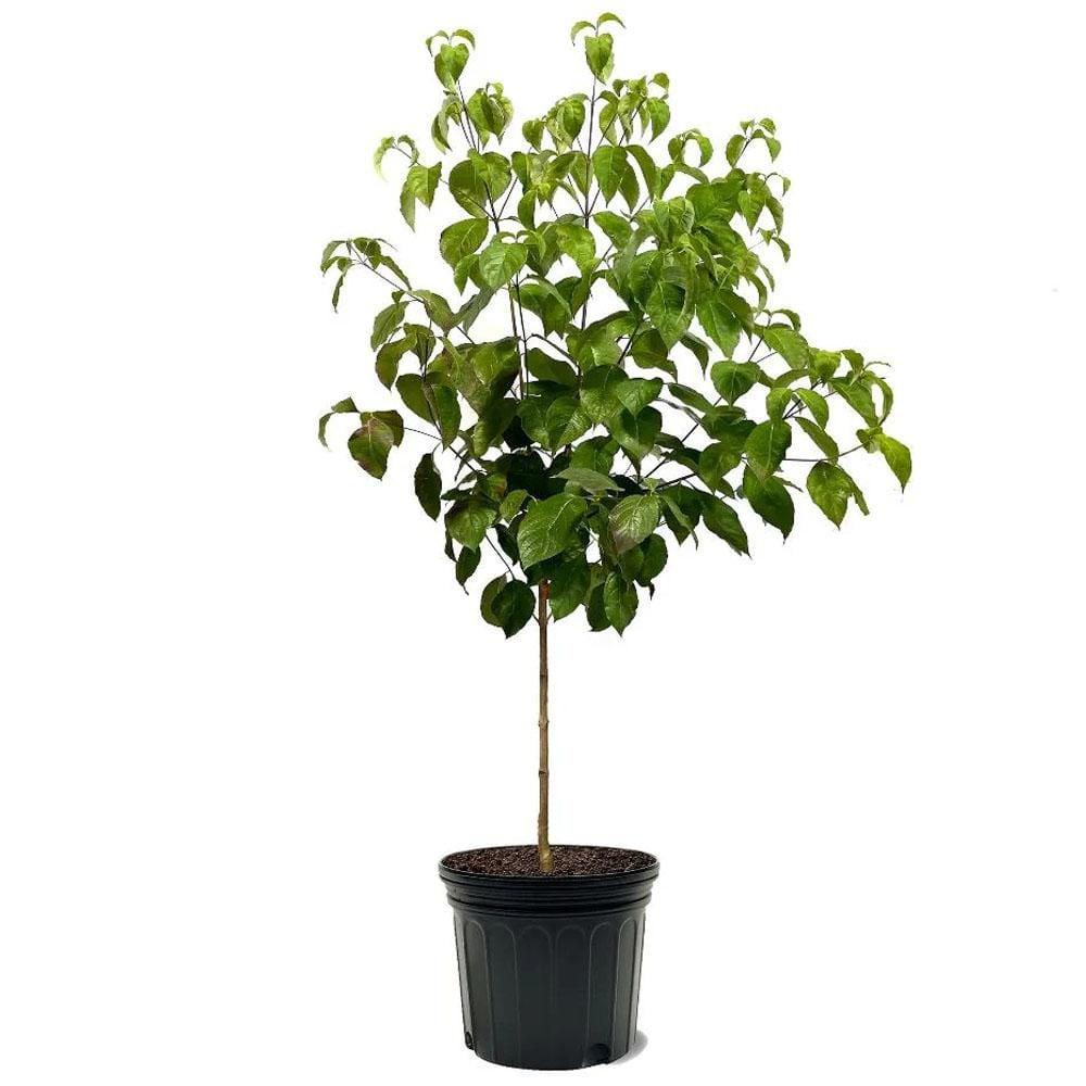 Cornus Florida 'super Princess' Single Stem - View 17 from www redcrocus com