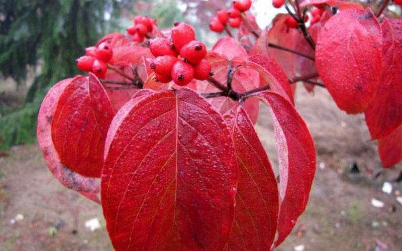 Cornus Florida 'super Princess' Single Stem - View 18 from www redcrocus com