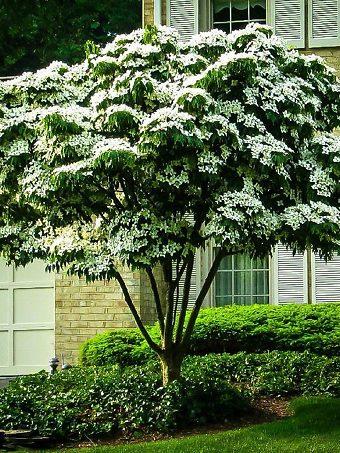 Cornus Florida 'super Princess' Single Stem - View 19 from www redcrocus com