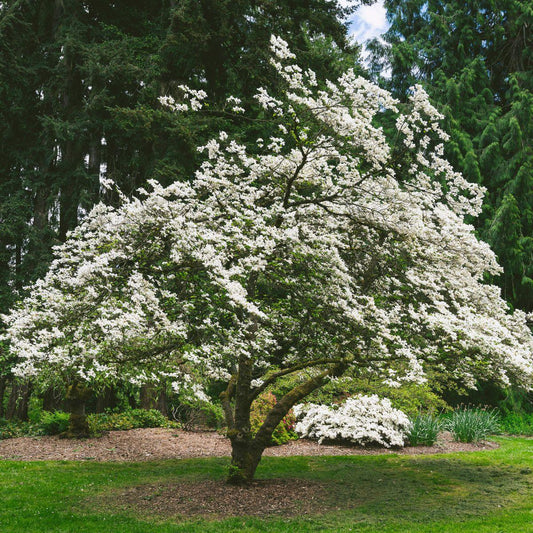 Cornus Florida 'super Princess' Single Stem - View 1 from www redcrocus com