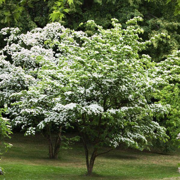 Cornus Florida 'super Princess' Single Stem - View 22 from www redcrocus com