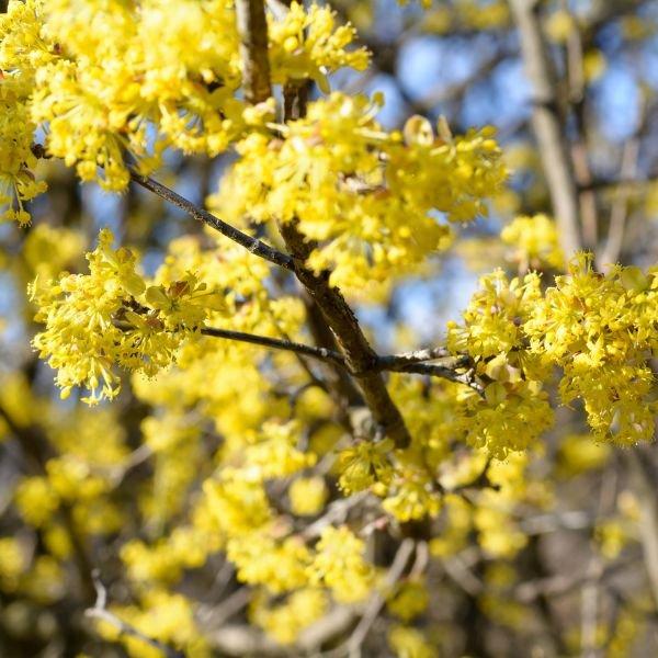 Cornus Florida 'super Princess' Single Stem - View 25 from www redcrocus com