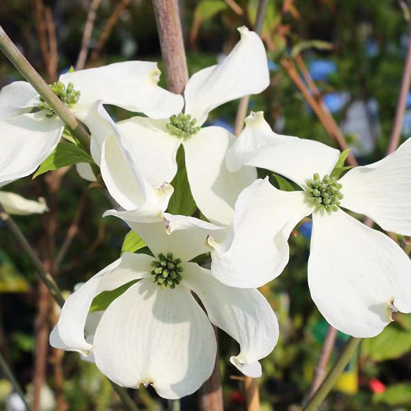 Cornus Florida 'super Princess' Single Stem - View 31 from www redcrocus com