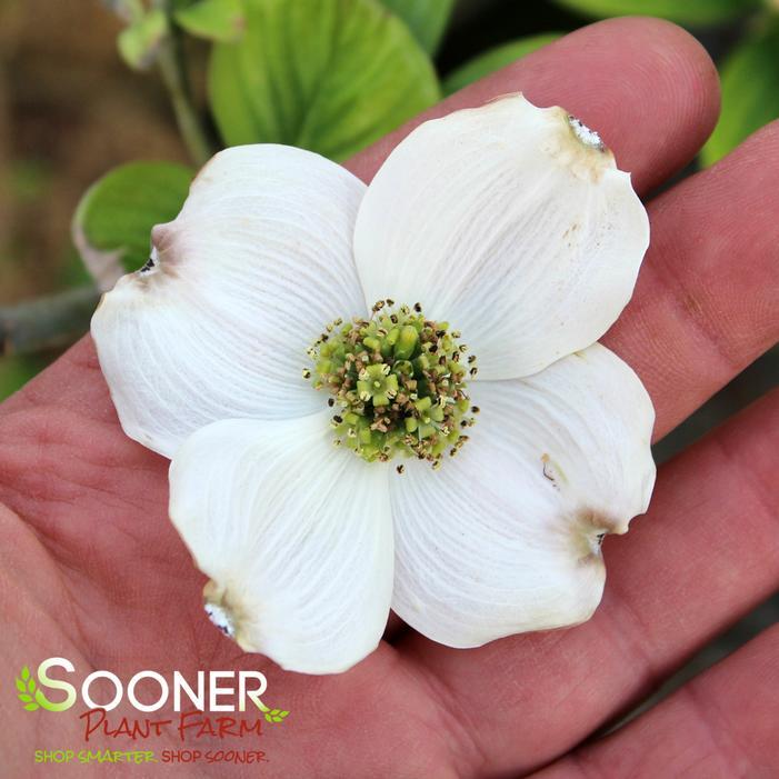 Cornus Florida 'super Princess' Single Stem - View 3 from www redcrocus com