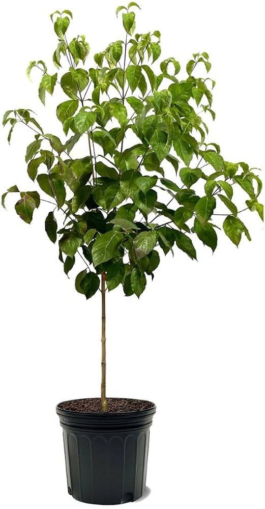 Cornus Florida 'super Princess' Single Stem - View 5 from www redcrocus com