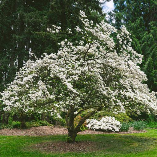 Cornus Florida 'super Princess' Single Stem - View 6 from www redcrocus com