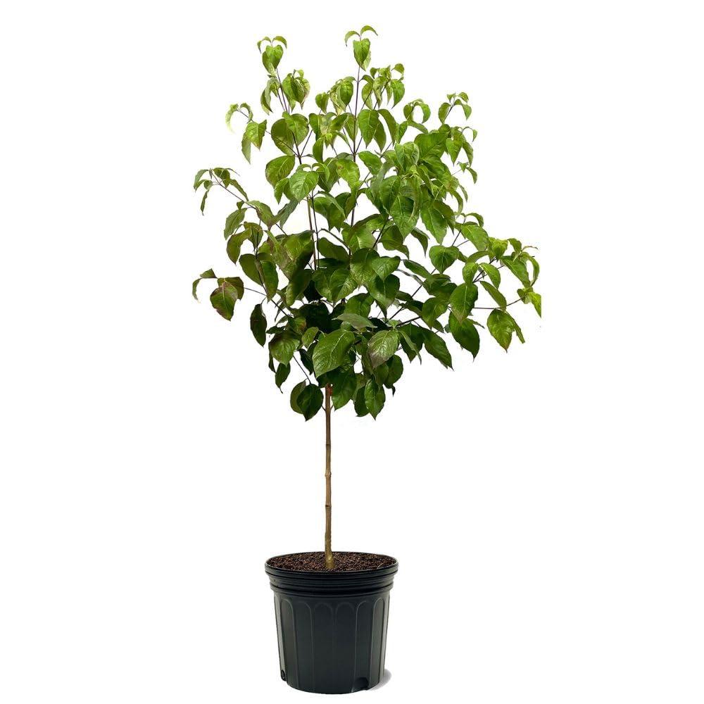 Cornus Florida 'super Princess' Single Stem - View 7 from www redcrocus com