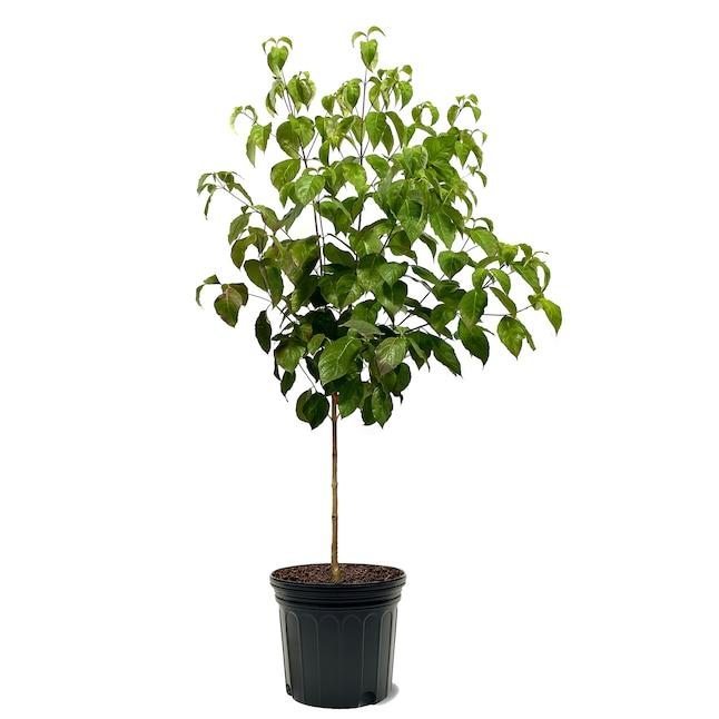 Cornus Florida 'super Princess' Single Stem - View 8 from www redcrocus com