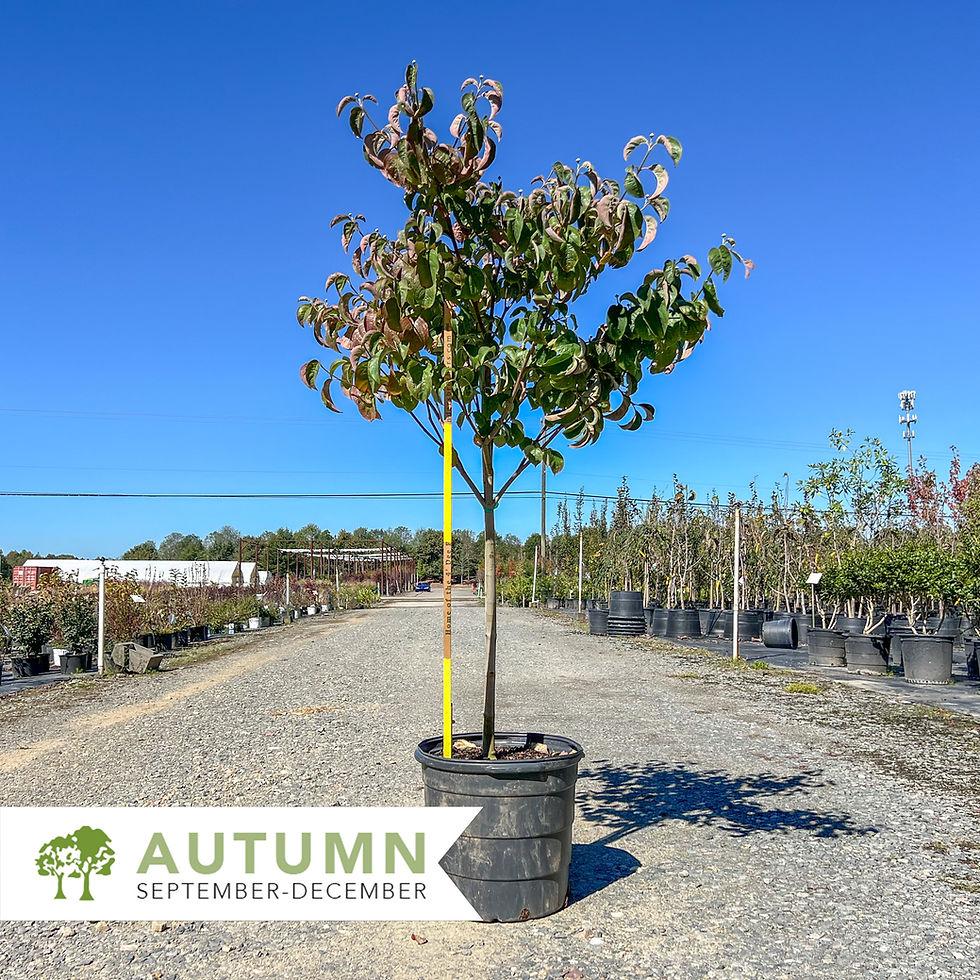 Cornus Florida 'super Princess' Single Stem - View 9 from www redcrocus com