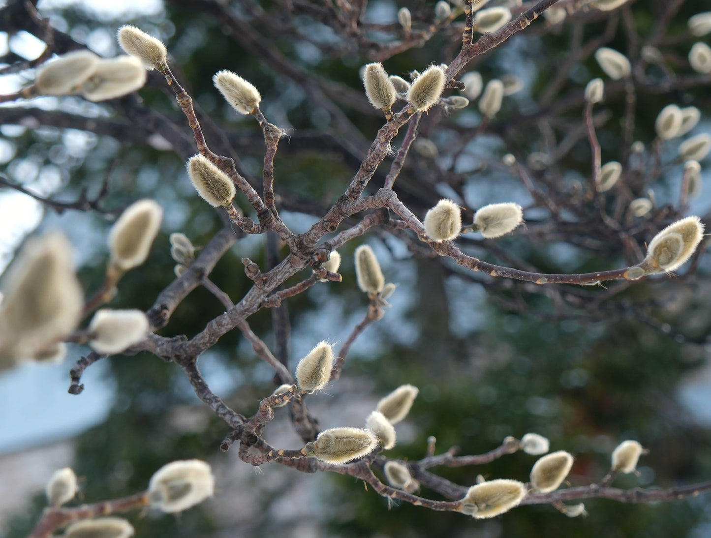 Magnolia Loebneri 'merrill' Single Stem - View 12 from www redcrocus com