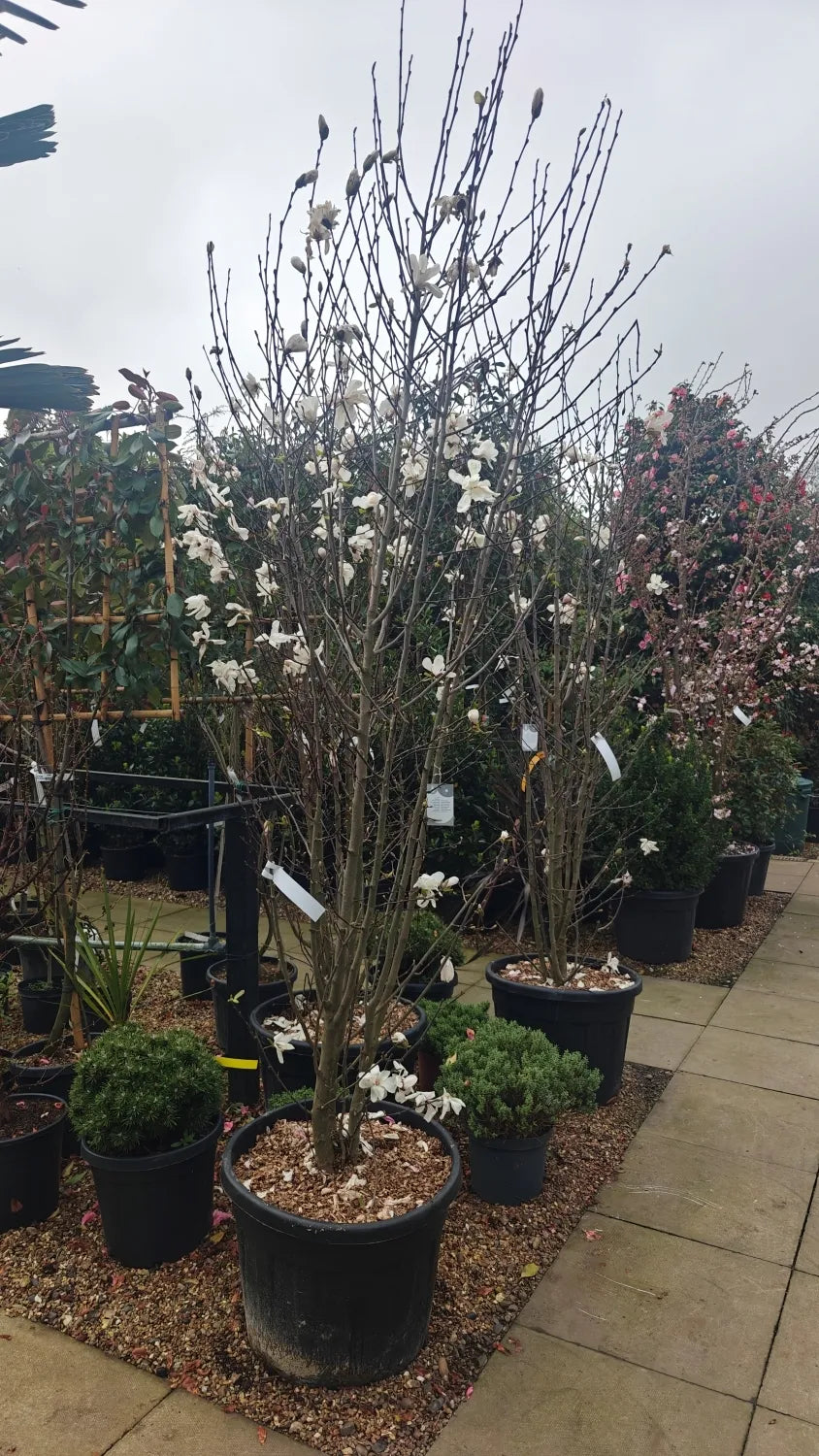 Magnolia Loebneri 'merrill' Single Stem - View 14 from www redcrocus com
