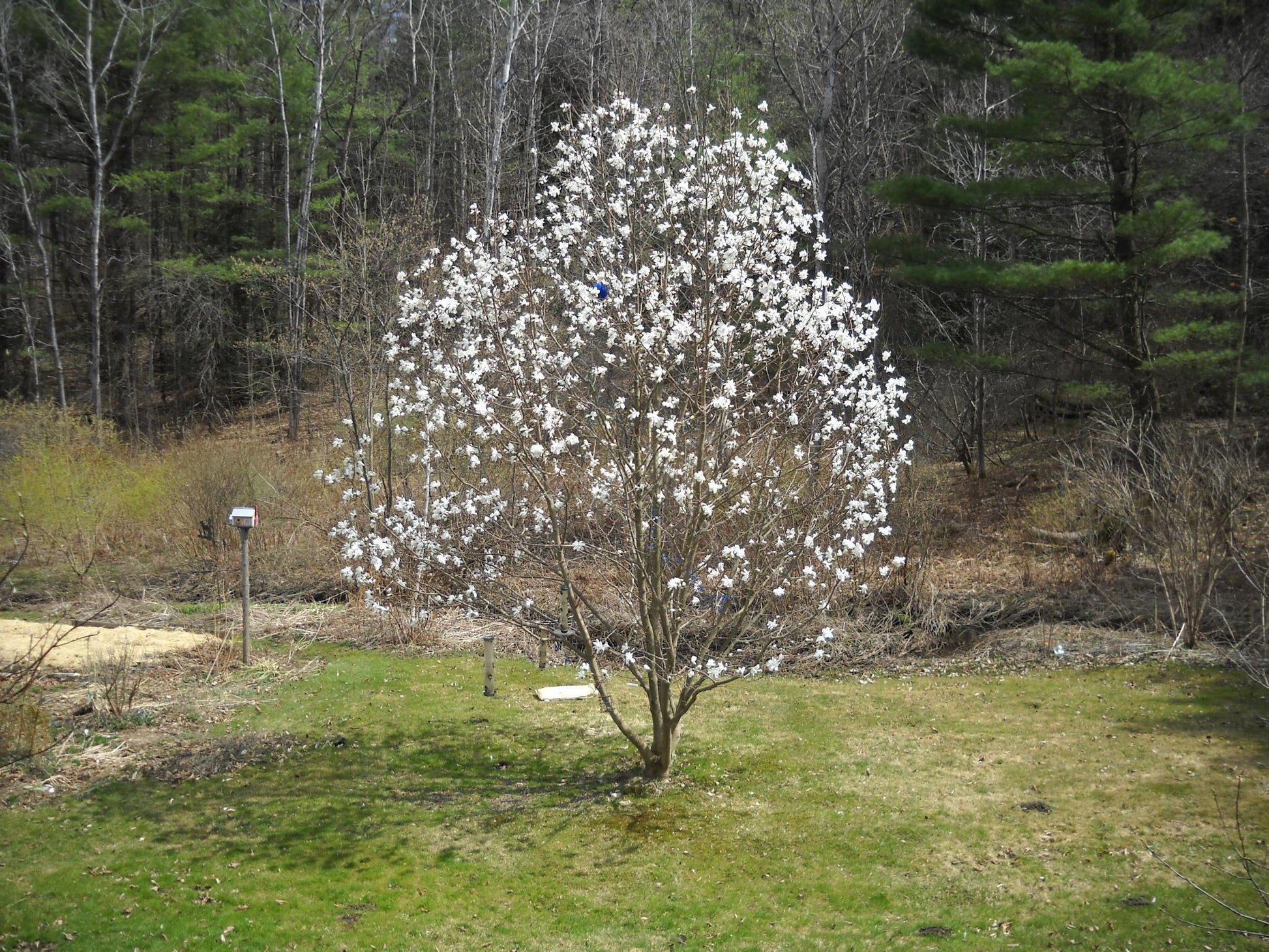 Magnolia Loebneri 'merrill' Single Stem - View 18 from www redcrocus com