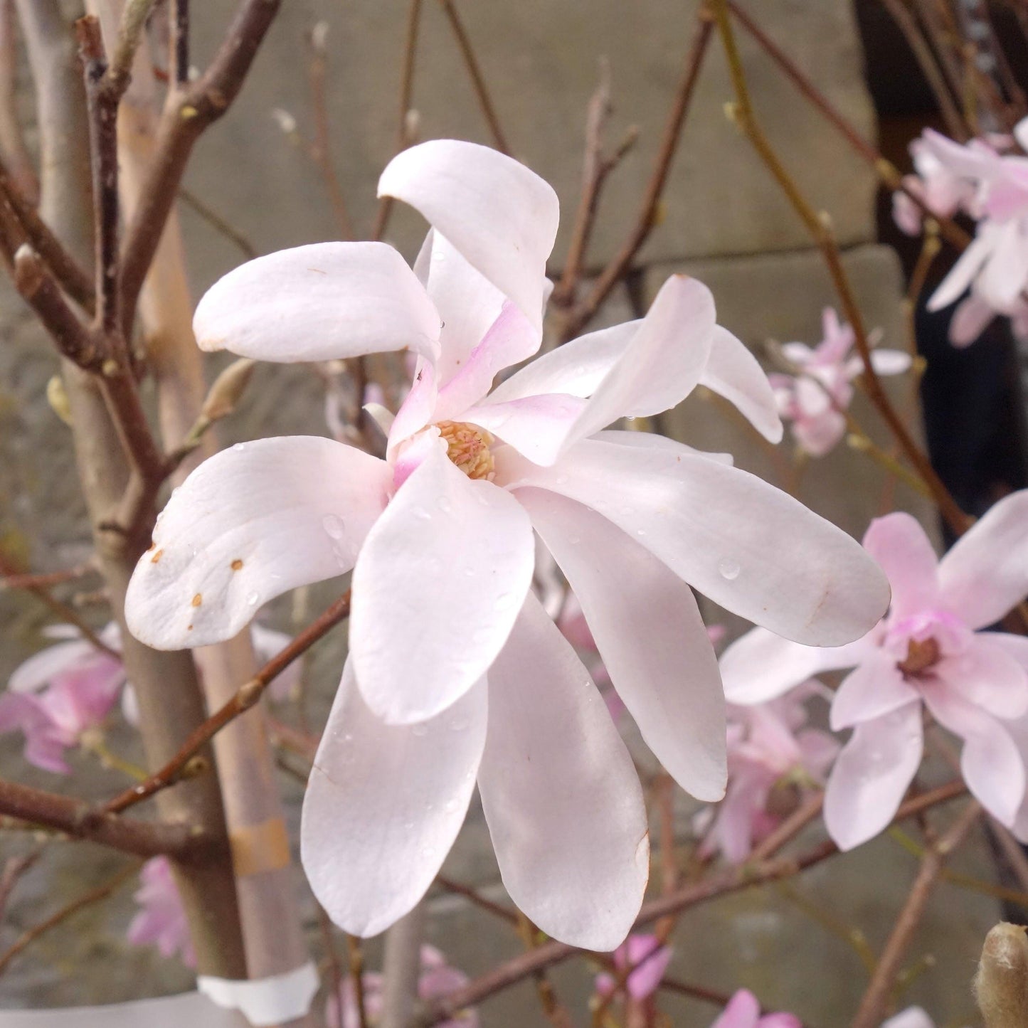 Magnolia Loebneri 'merrill' Single Stem - View 19 from www redcrocus com