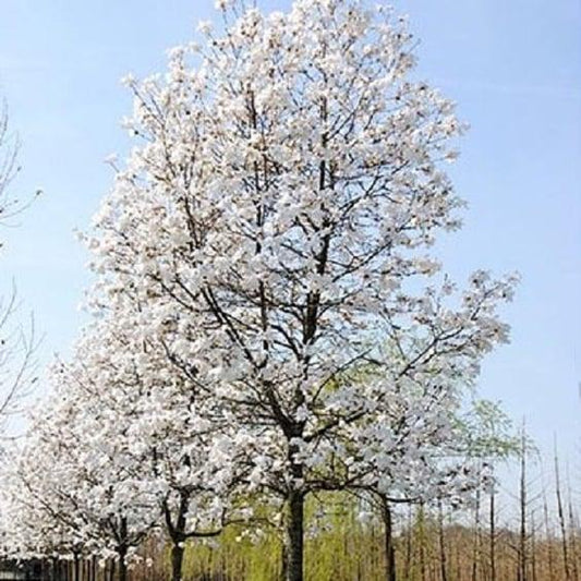 Magnolia Loebneri 'merrill' Single Stem - View 1 from www redcrocus com