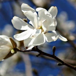 Magnolia Loebneri 'merrill' Single Stem - View 25 from www redcrocus com