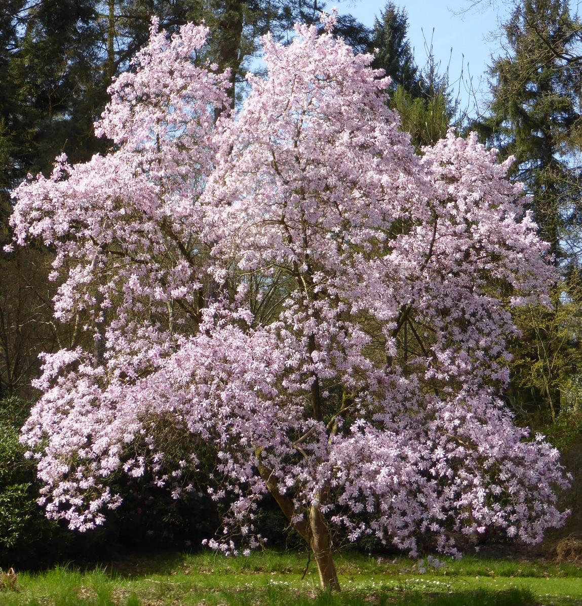 Magnolia Loebneri 'merrill' Single Stem - View 5 from www redcrocus com