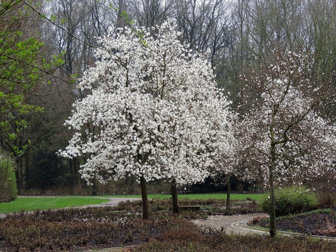 Magnolia Loebneri 'merrill' Single Stem - View 6 from www redcrocus com