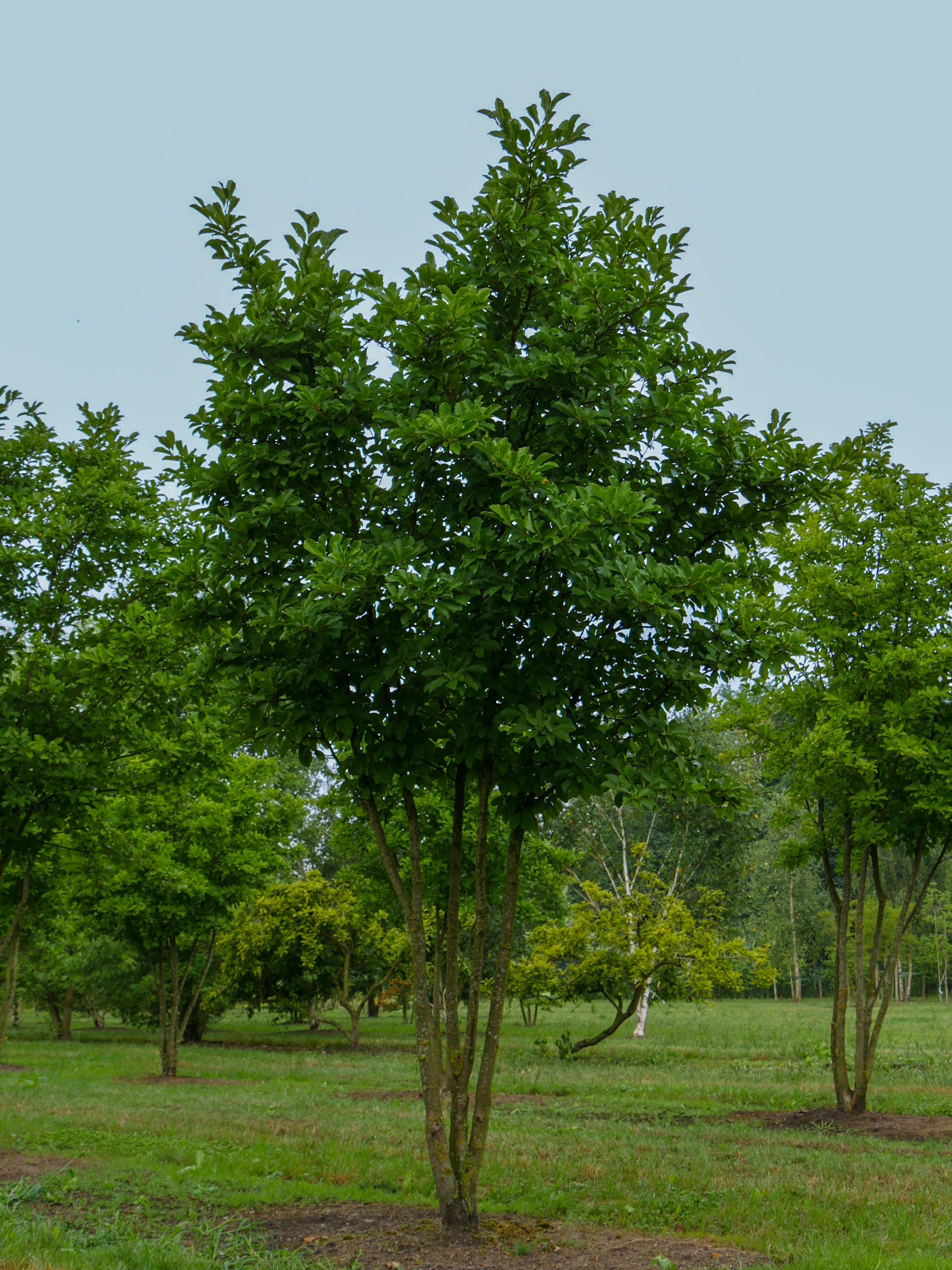 Magnolia Loebneri 'merrill' Single Stem - View 8 from www redcrocus com