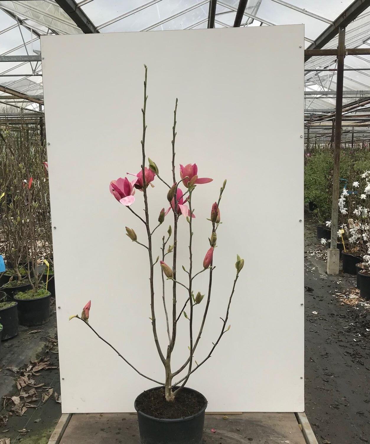 Magnolia 'shirazz' Single Stem - View 11 from www redcrocus com
