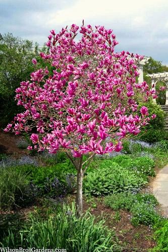 Magnolia 'shirazz' Single Stem - View 13 from www redcrocus com