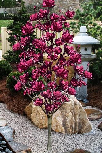 Magnolia 'shirazz' Single Stem - View 16 from www redcrocus com