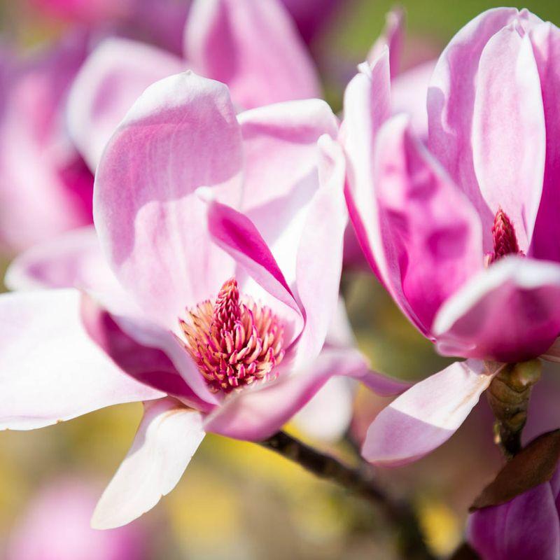 Magnolia 'shirazz' Single Stem - View 19 from www redcrocus com