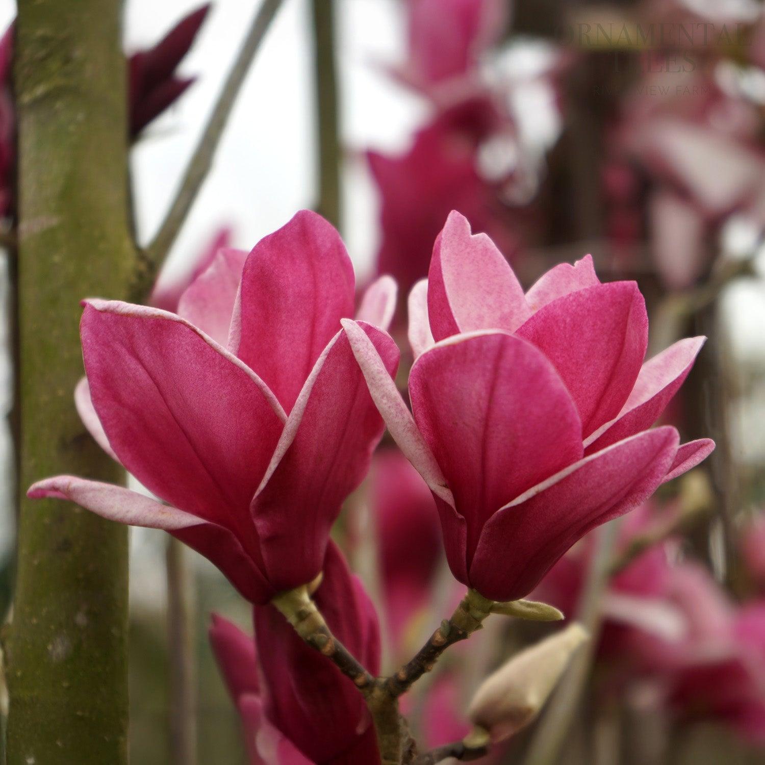 Magnolia 'shirazz' Single Stem - View 5 from www redcrocus com