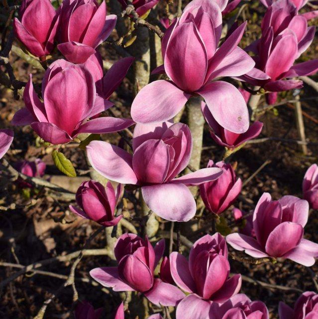 Magnolia 'shirazz' Single Stem - View 8 from www redcrocus com
