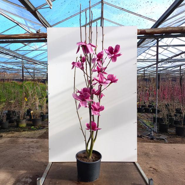 Magnolia 'shirazz' Single Stem - View 9 from www redcrocus com